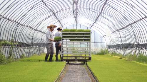 grow rice project / みたて農園
