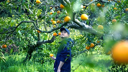 森果樹園